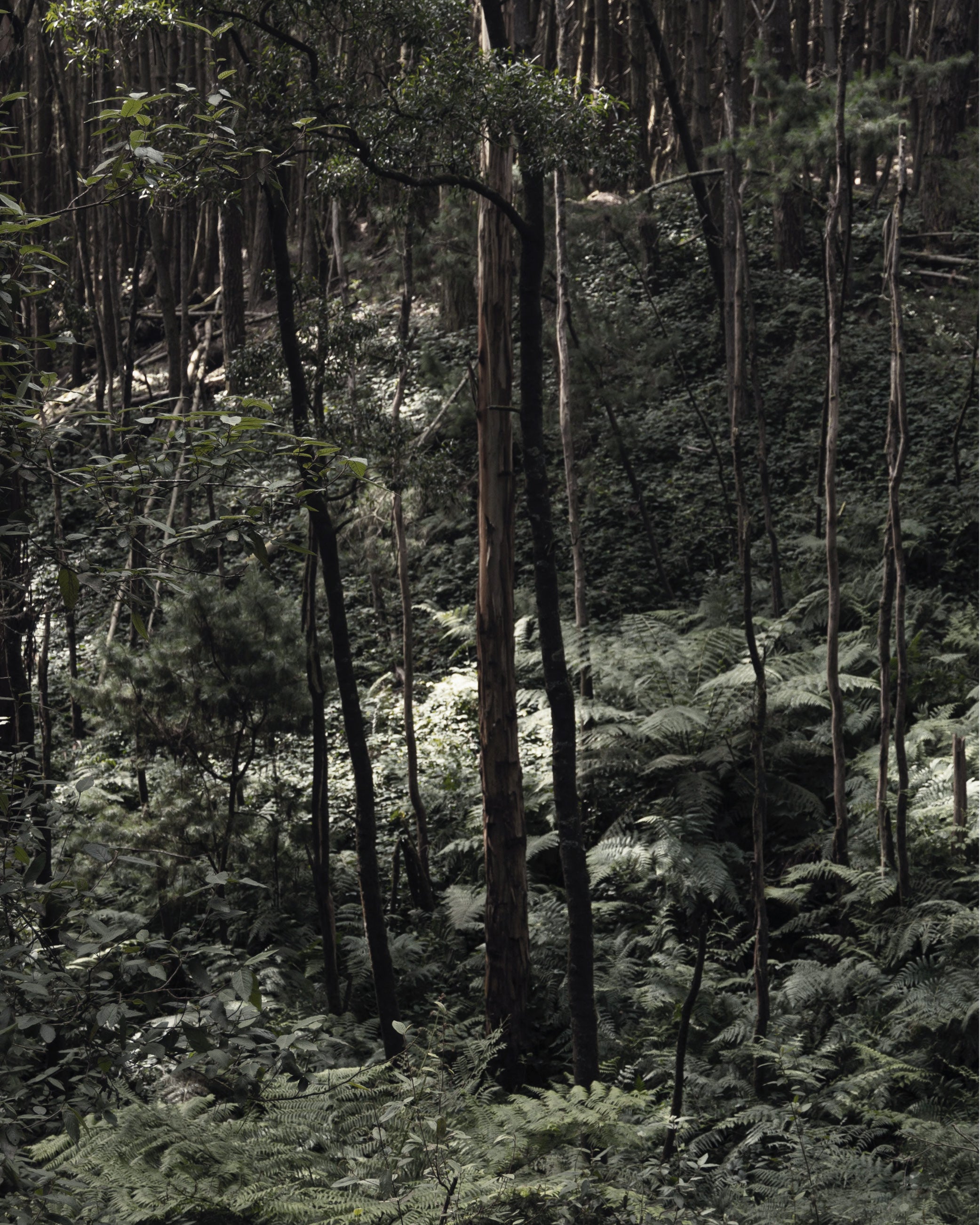 Dense forest with tall, thin trees and lush green ferns covering the ground under diffused light.