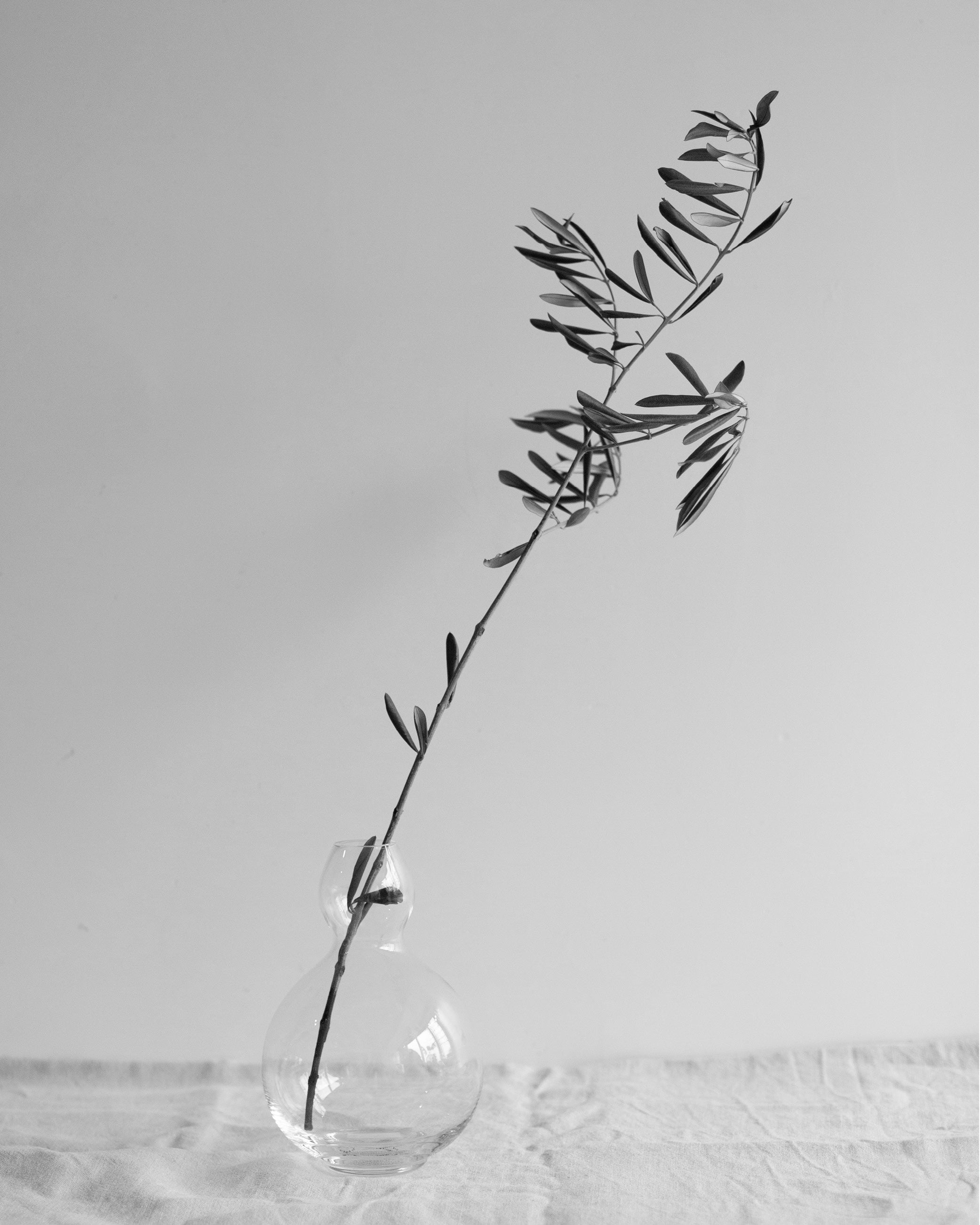 A single leafy branch in a clear glass vase against a plain background, in black and white.