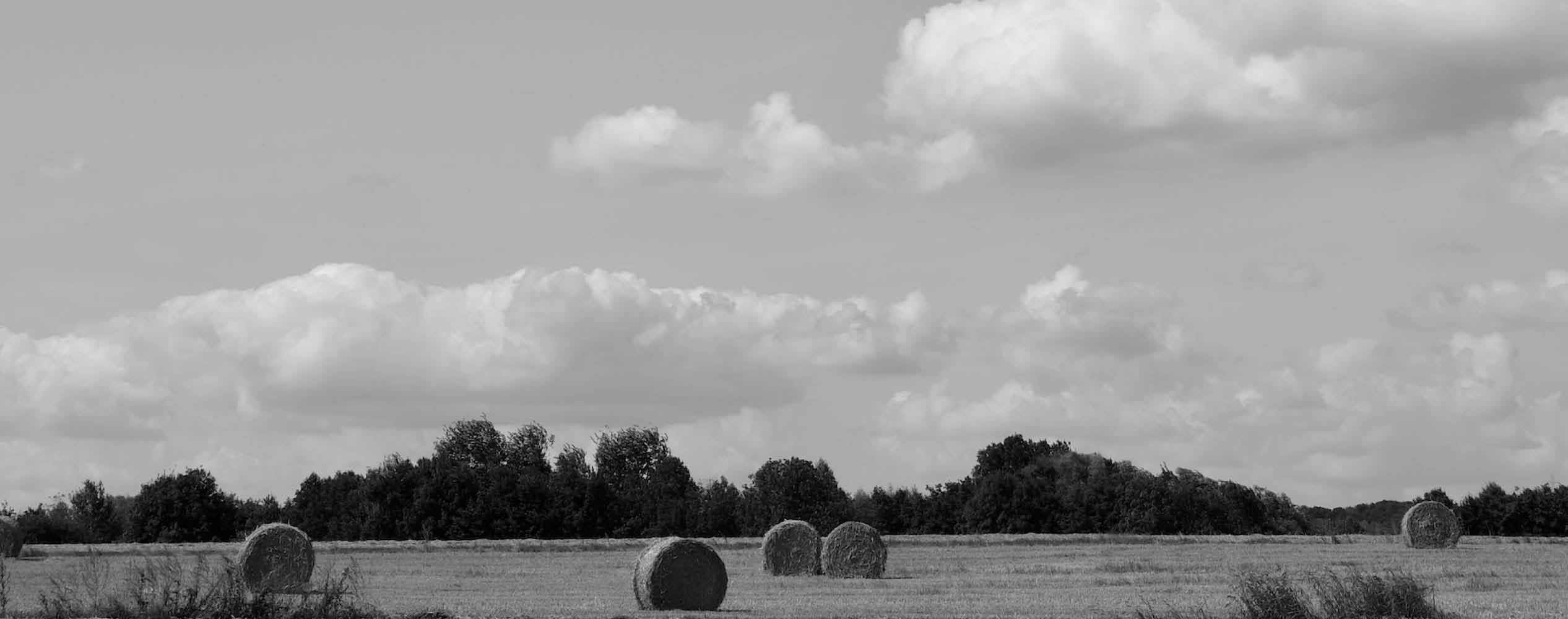 Round hay bales scattered across a field with trees in the background under a cloudy sky.