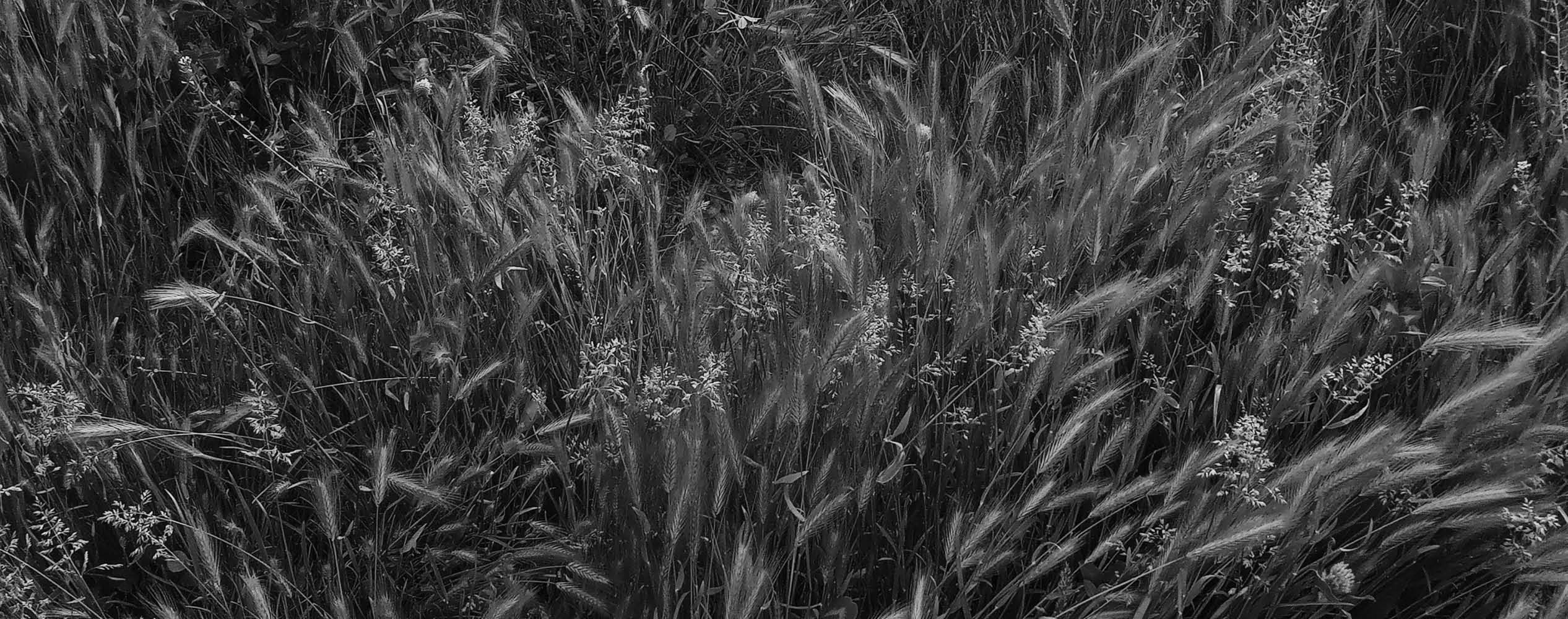 Black and white photo of tall grass and wildflowers gently swaying in a field.