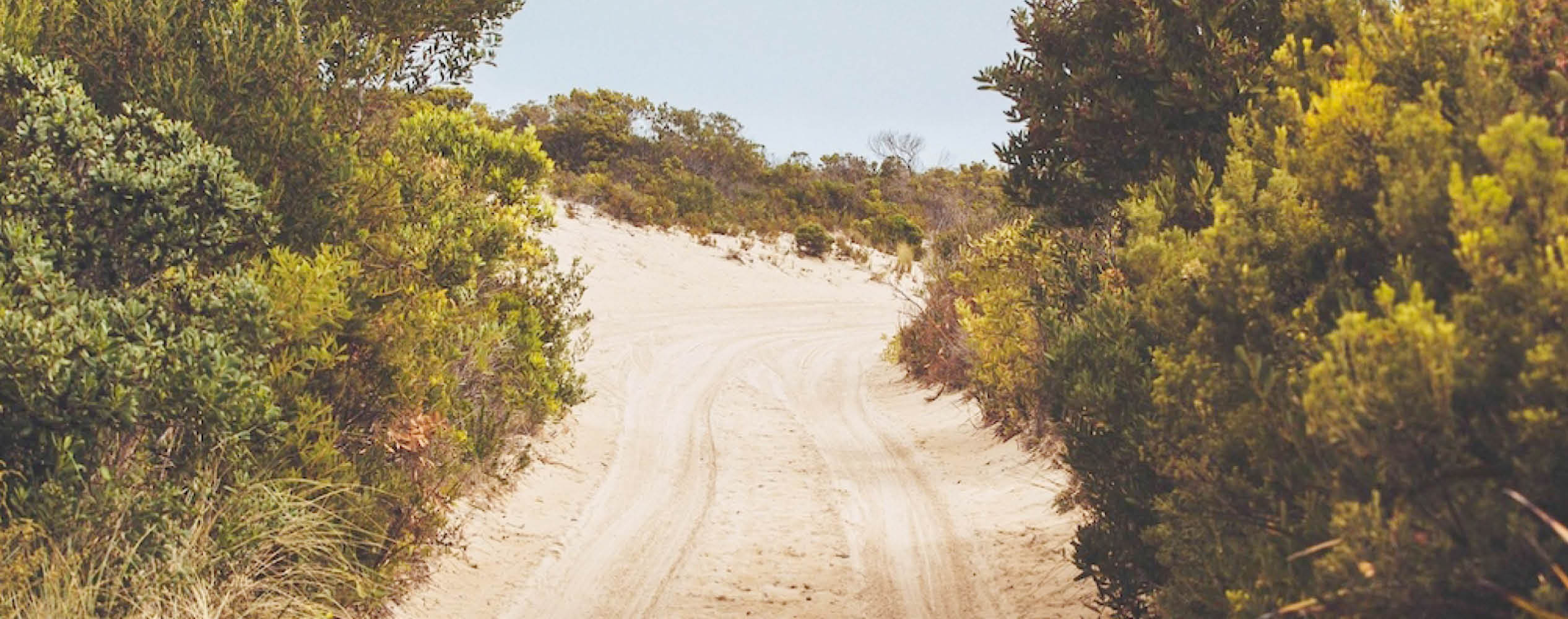 Sandy path with tire tracks winds between green bushes under a clear sky.