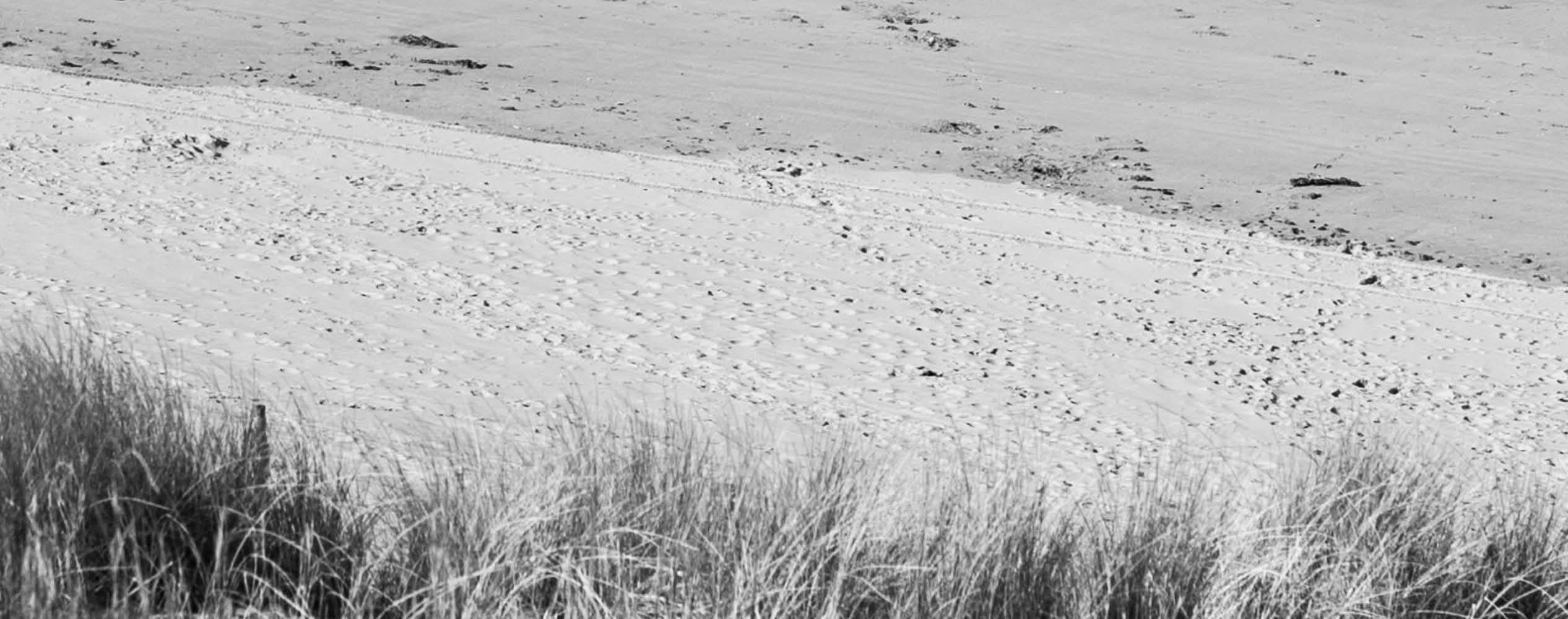 Grassy dunes in the foreground with sandy beach and scattered footprints in the background, black and white.