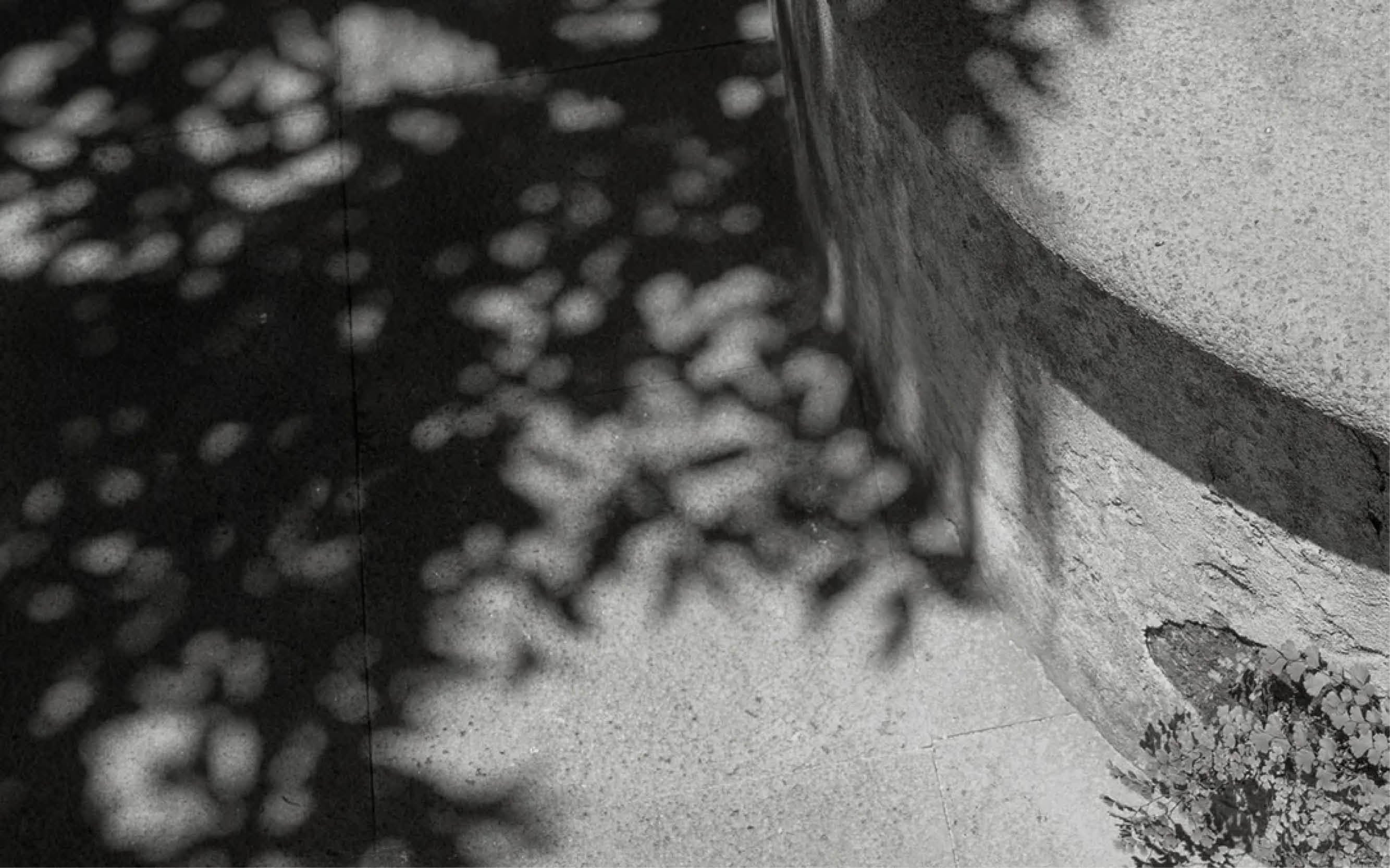 Dappled sunlight and leafy shadows fall across a stone surface and curved concrete wall.