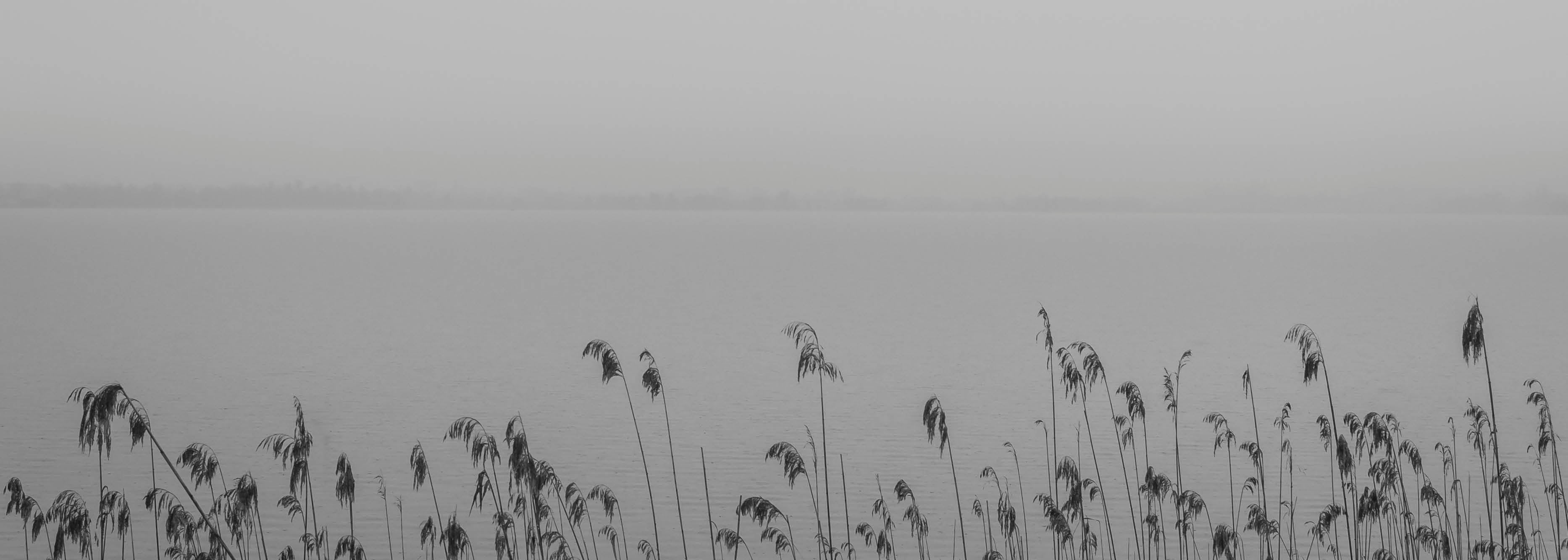 Tall reeds in the foreground by a calm, foggy lake with a faint, blurred tree line in the distance.
